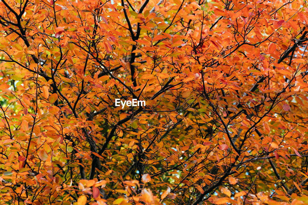 LOW ANGLE VIEW OF AUTUMNAL TREE