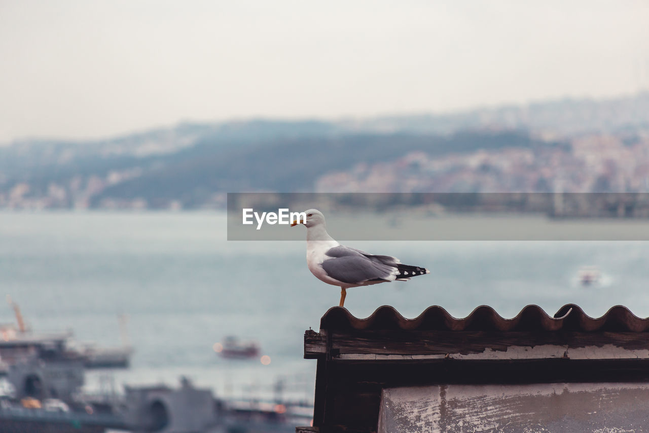 SEAGULL PERCHING ON A BIRD