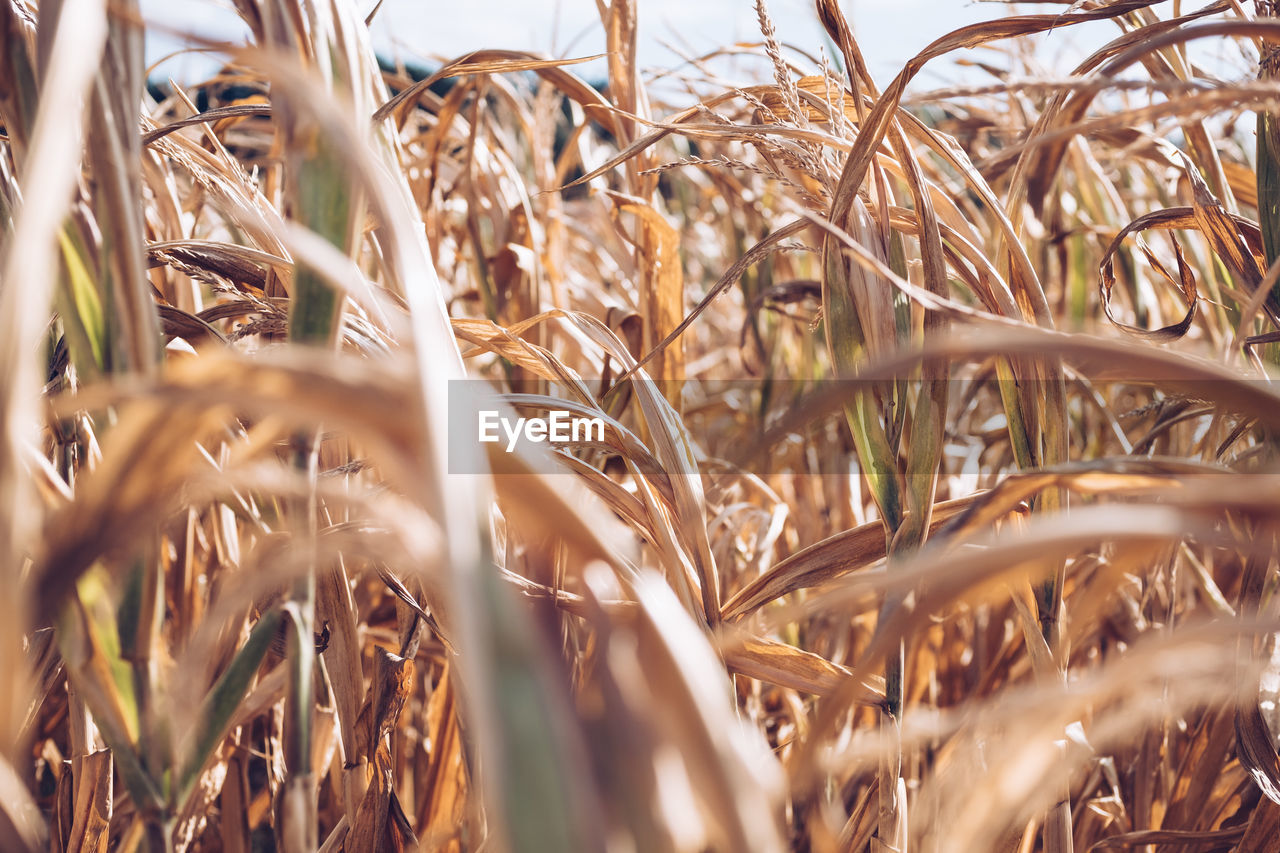 CLOSE-UP OF WHEAT GROWING IN FIELD