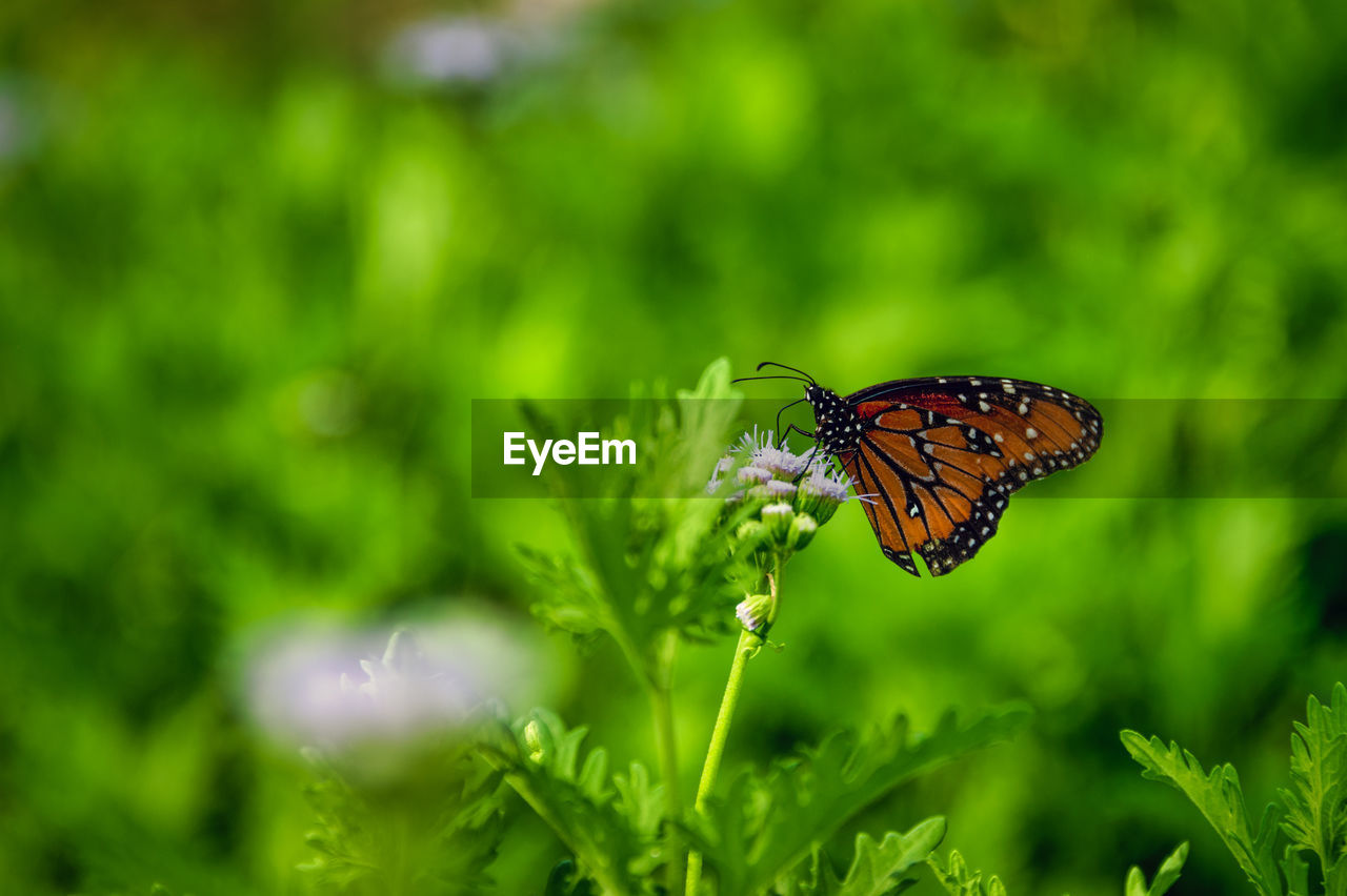 CLOSE-UP OF BUTTERFLY ON FLOWER