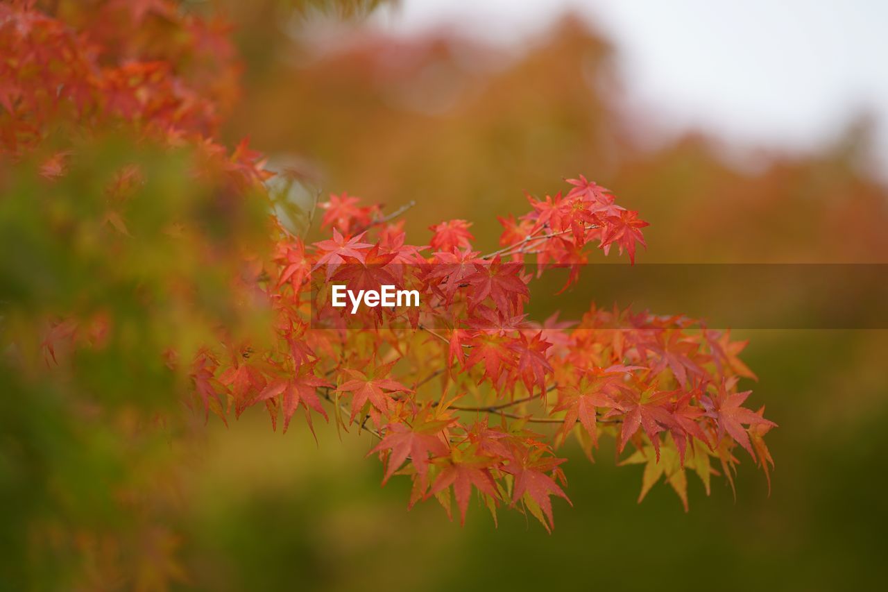 CLOSE-UP OF RED MAPLE LEAVES