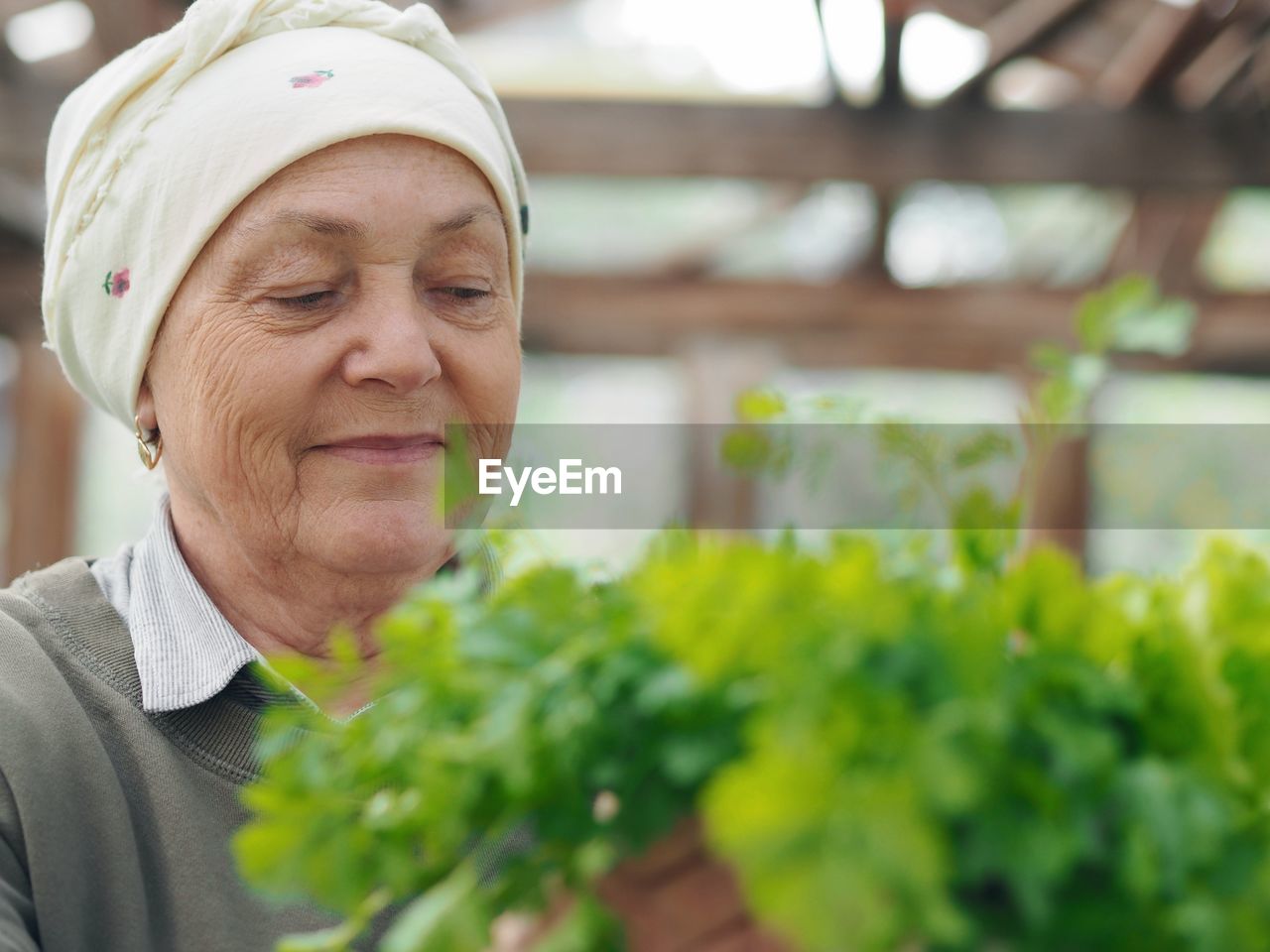 An elderly woman in a rustic headscarf holds a bunch of early healthy cilantro herb grown 