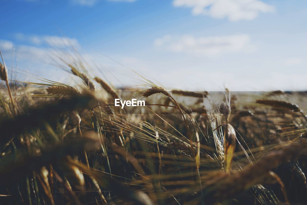 Close-up of wheat field against sky