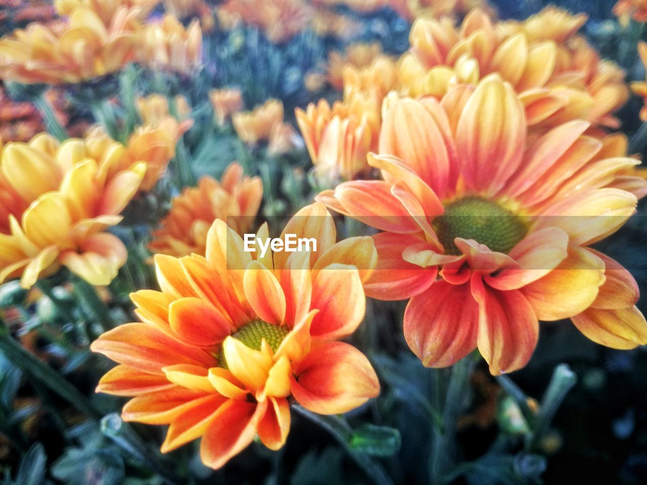 Close-up of orange flowering plants