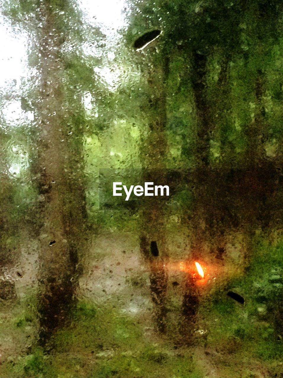 VIEW OF TREES