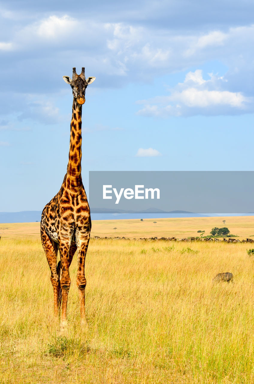 VIEW OF GIRAFFE ON FIELD