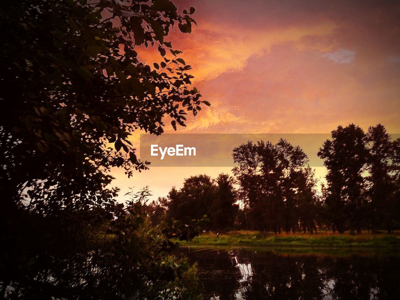 SCENIC VIEW OF SILHOUETTE TREES IN FOREST AGAINST SKY