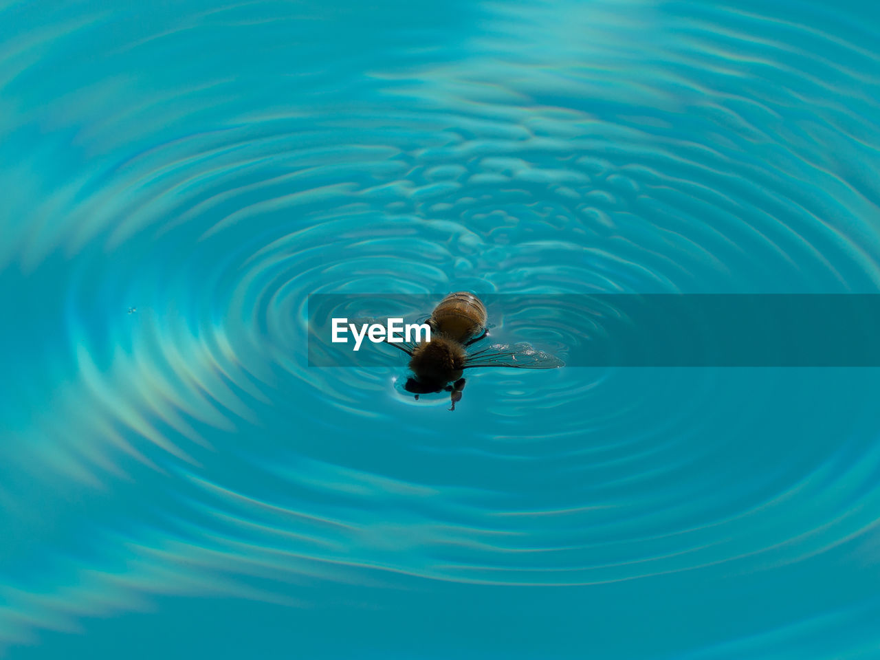 High angle view of bee swimming in pool