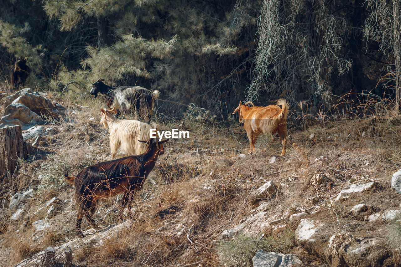 COW IN A FIELD