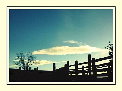 LOW ANGLE VIEW OF BARE TREES AGAINST SKY