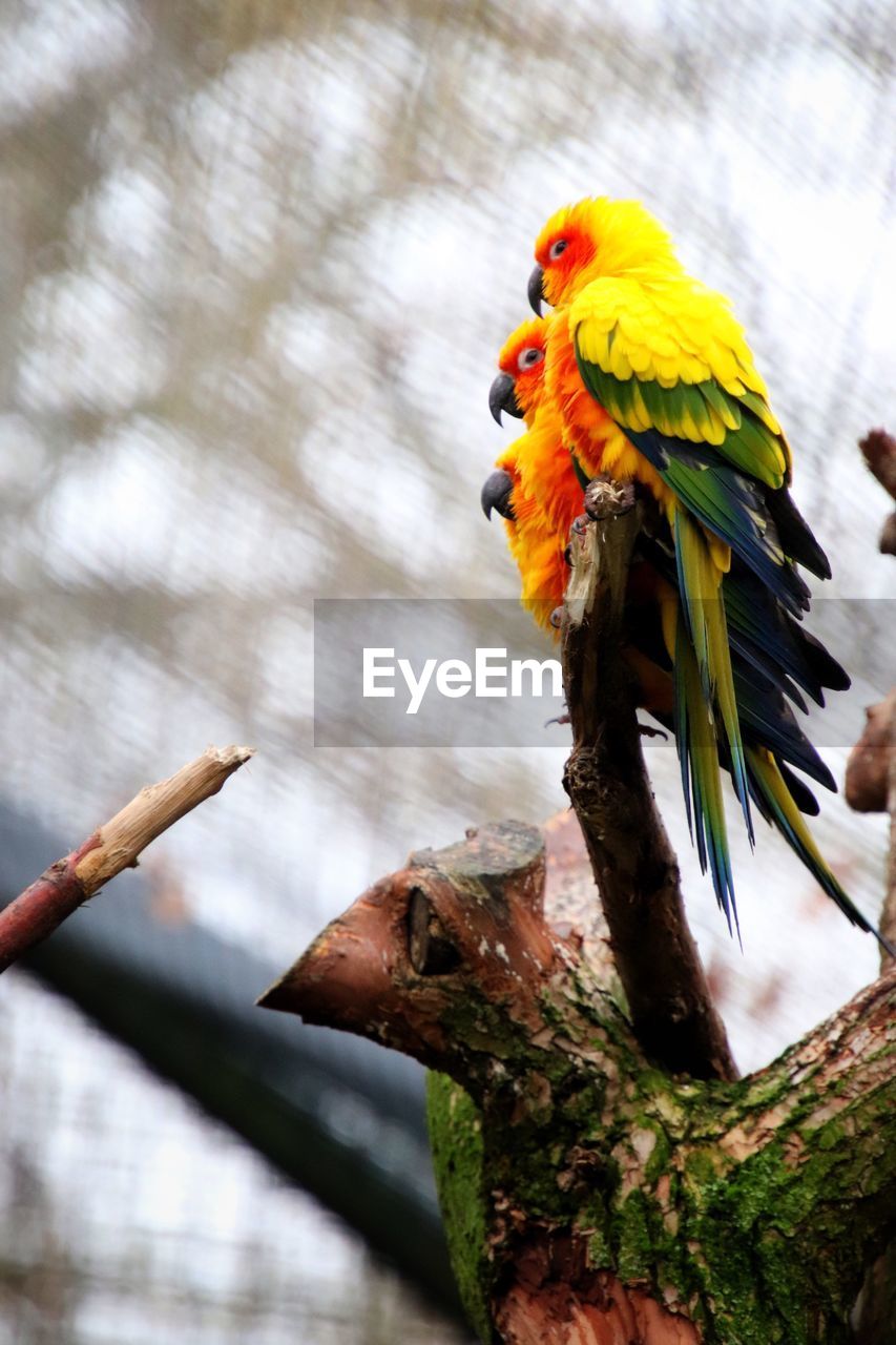 CLOSE-UP OF A PARROT PERCHING ON TREE