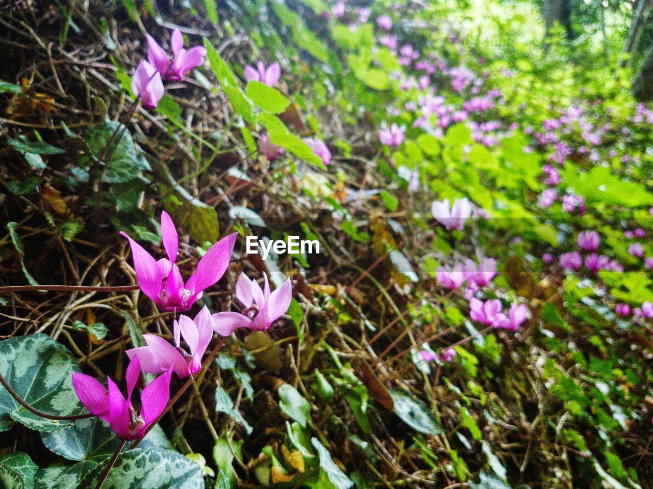 PURPLE CROCUS FLOWERS BLOOMING ON FIELD
