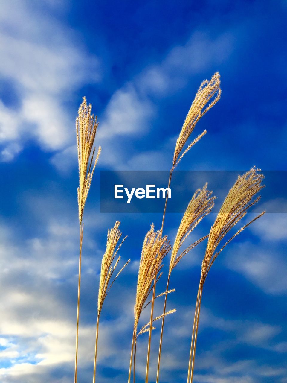 Low angle view of flowers against blue sky