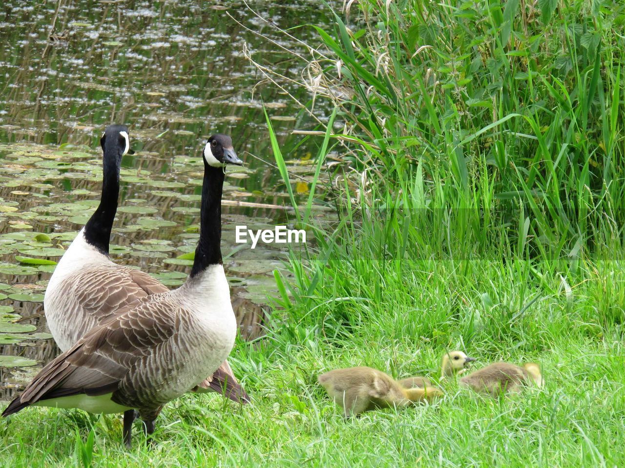 Geese on grassy field