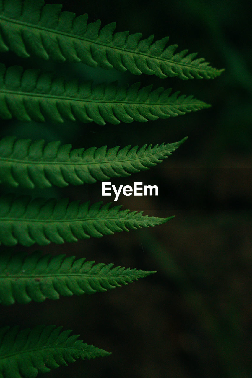 Close-up of fern leaves