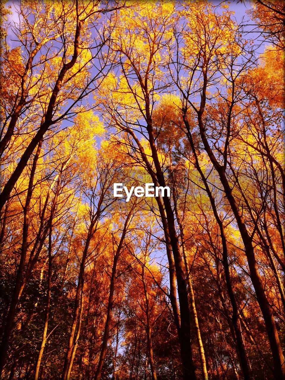 Low angle view of trees in forest during autumn