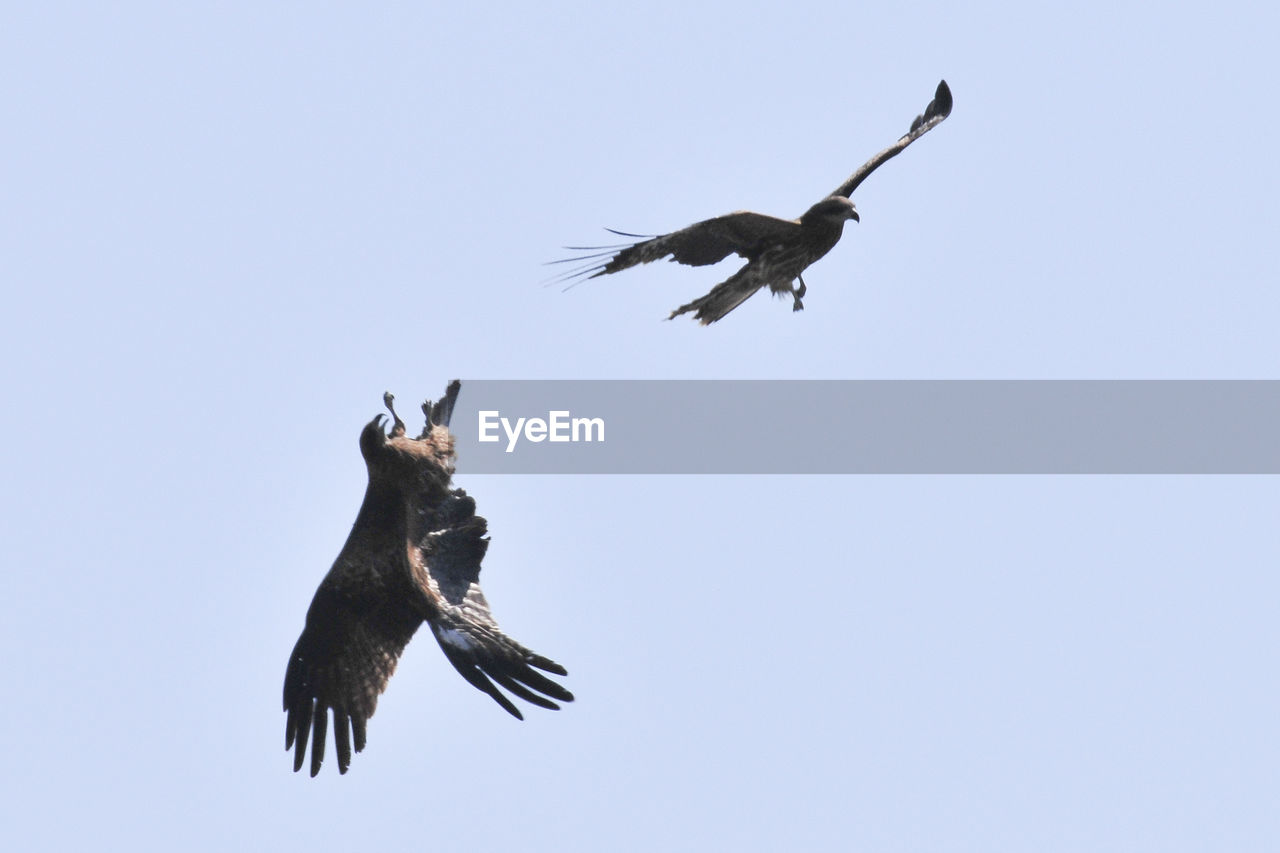 LOW ANGLE VIEW OF HAWK FLYING AGAINST CLEAR SKY