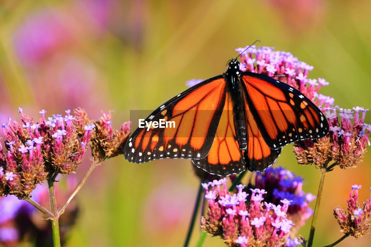 CLOSE-UP OF BUTTERFLY POLLINATING ON PURPLE FLOWERING