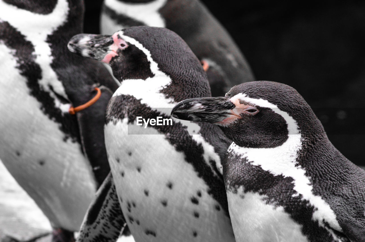 Close-up of penguins