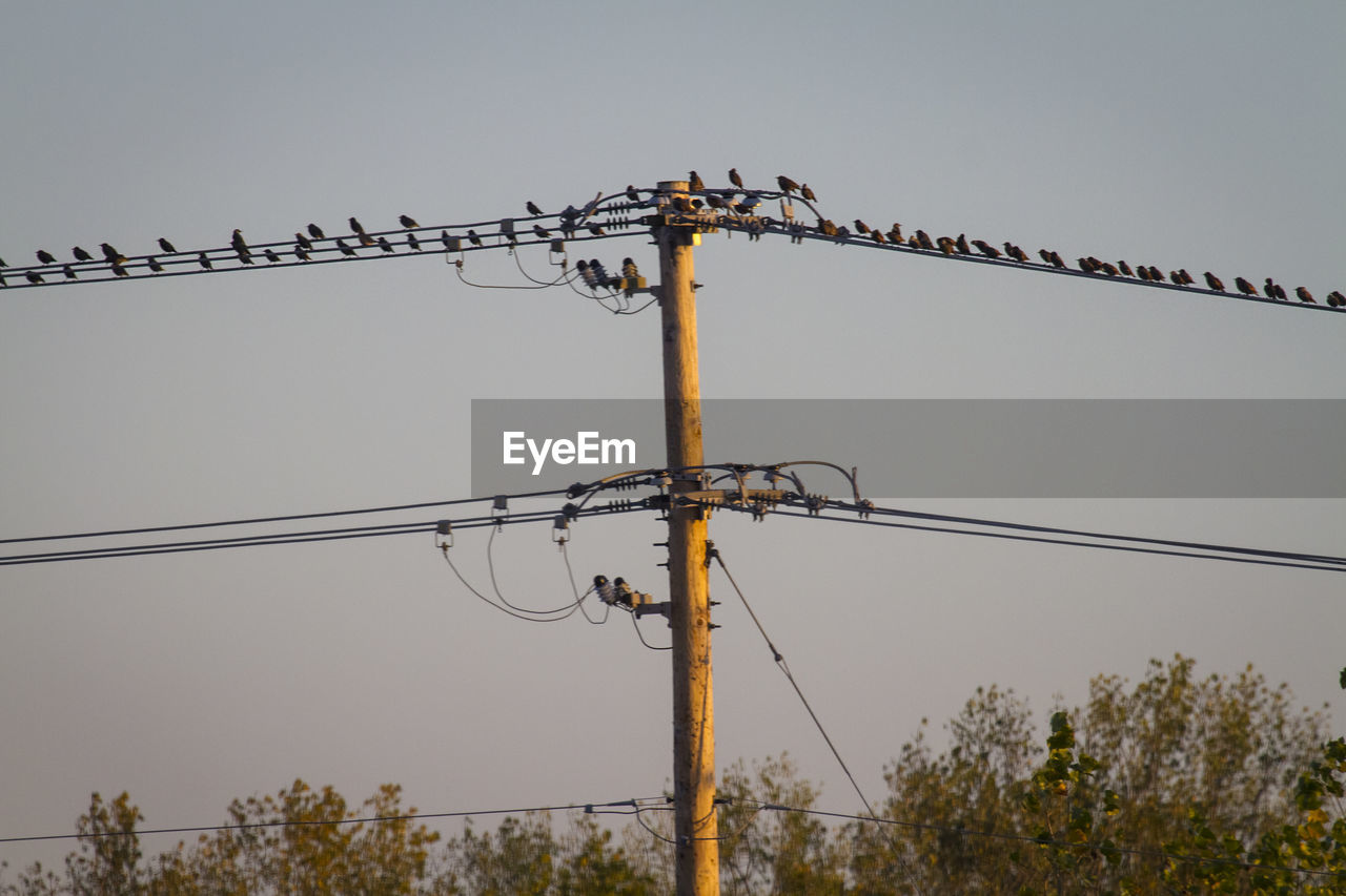 LOW ANGLE VIEW OF BIRD PERCHING ON ELECTRICITY PYLON