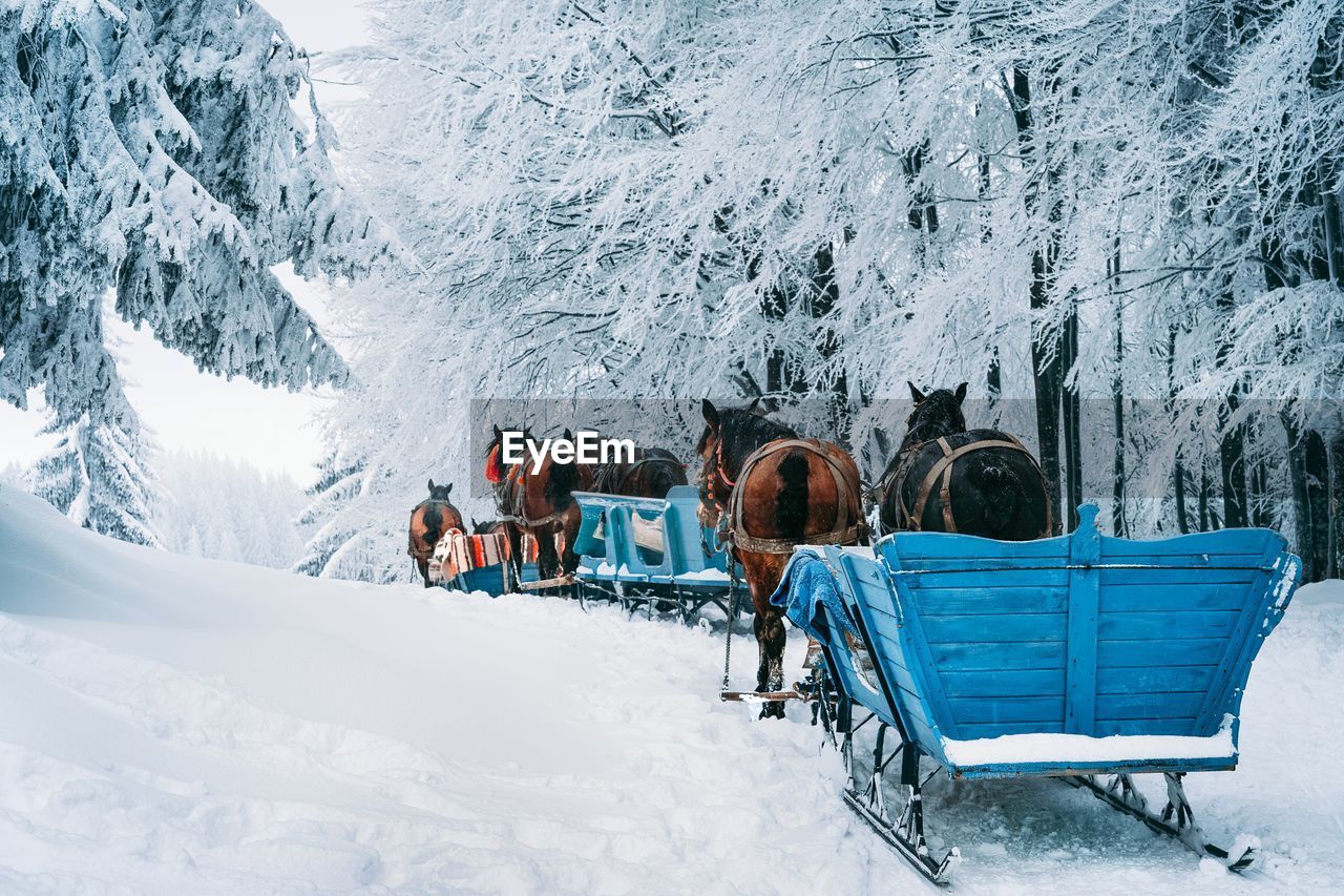 Horses and sleighs on snow covered mountain road