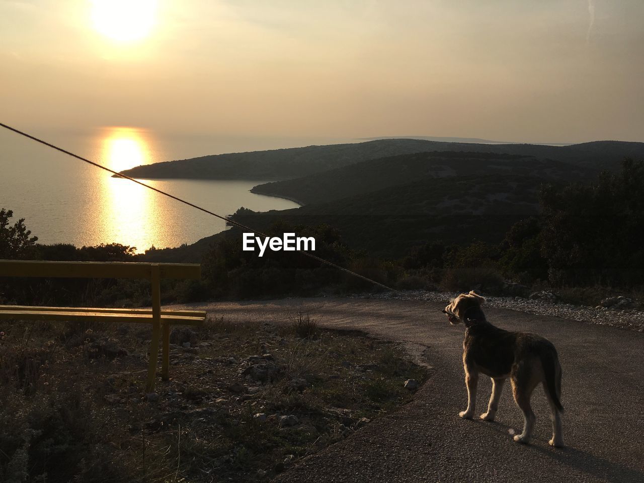 Dog standing on mountain road against sky during sunset