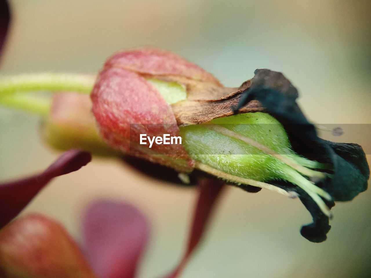 Close-up of red flower bud