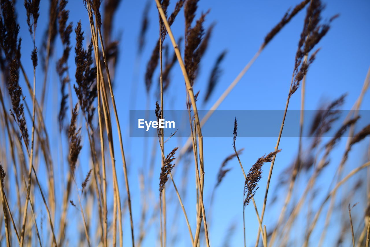 plant, grass, growth, sky, nature, field, sunlight, branch, crop, no people, blue, agriculture, beauty in nature, cereal plant, close-up, day, land, tranquility, tree, landscape, wheat, focus on foreground, rural scene, outdoors, clear sky, plant stem, low angle view, food