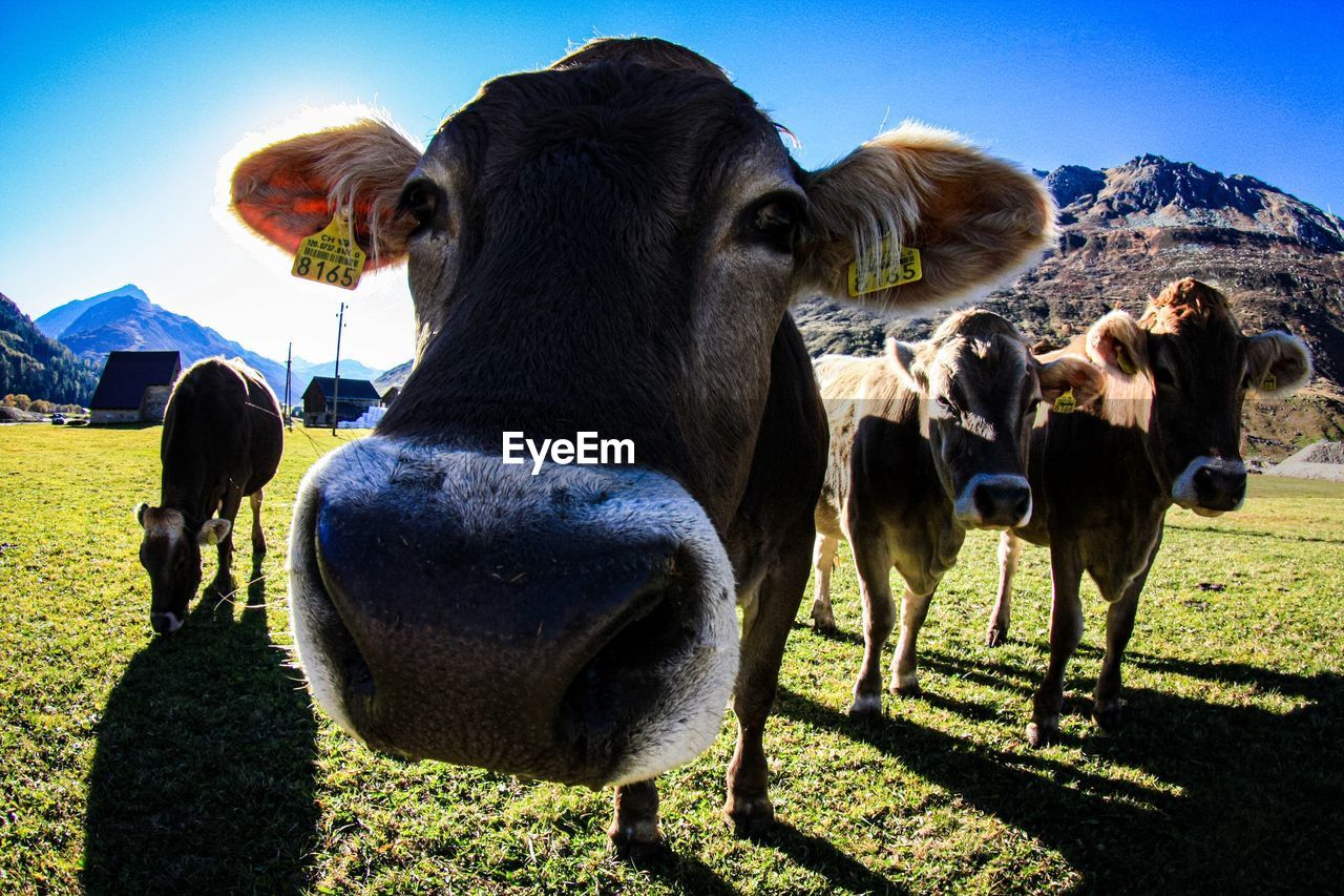 View of cows on field