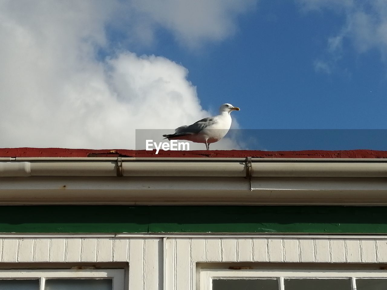 LOW ANGLE VIEW OF SEAGULL PERCHING ON THE WALL