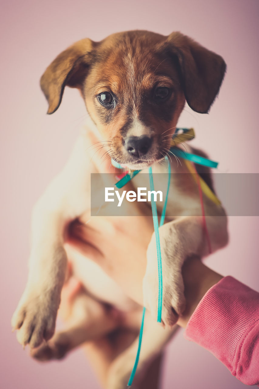 Cropped image of hand holding puppy against pink background