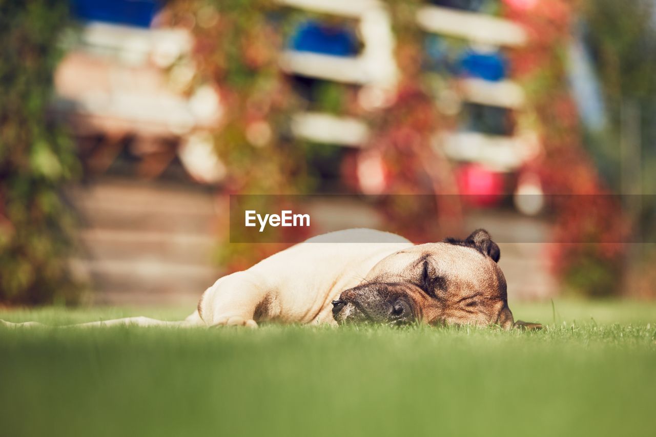 Close-up of dog lying down on grass