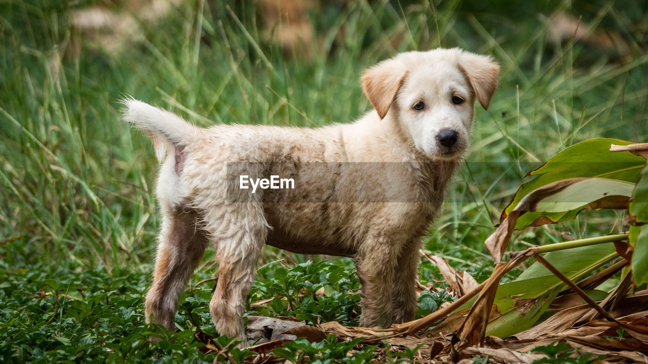 A light brown puppy that is dirty from playing