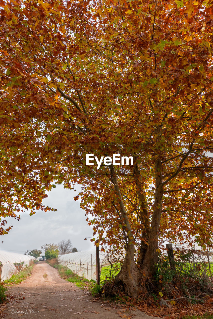Trees on landscape during autumn