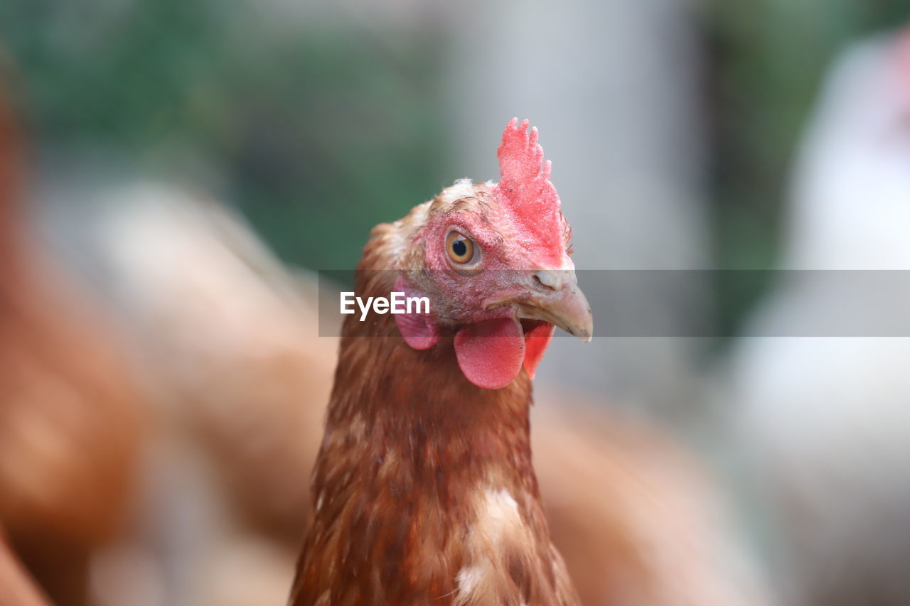 Close-up of a bird