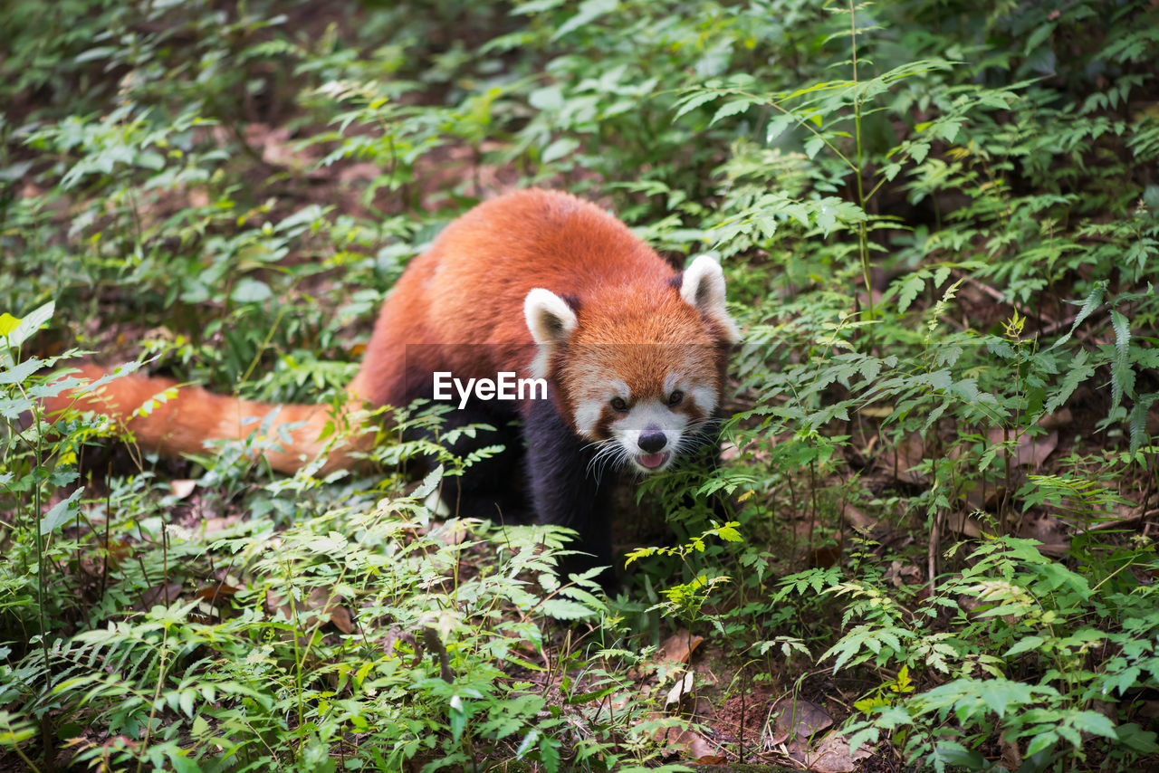 red panda on field