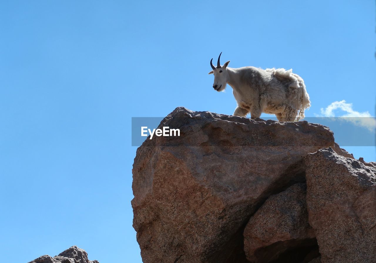 LOW ANGLE VIEW OF GIRAFFE ON ROCK