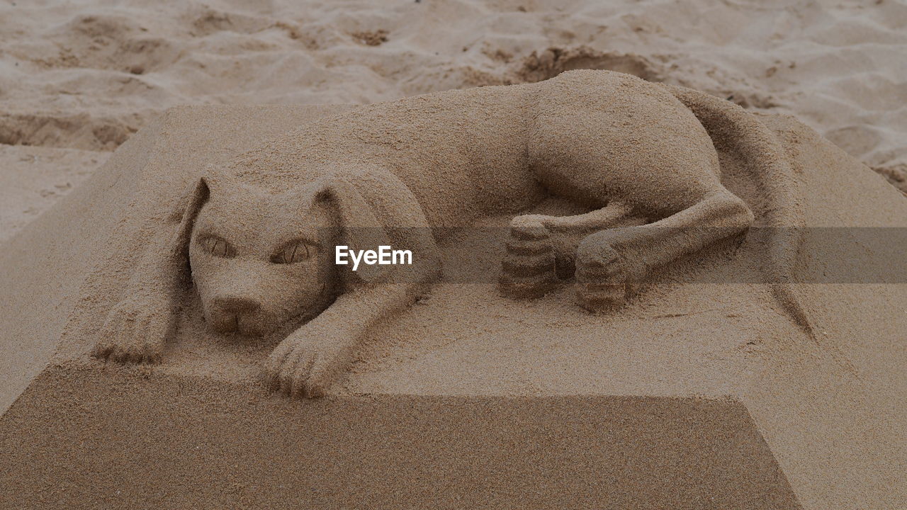 High angle view of animal structure on sand