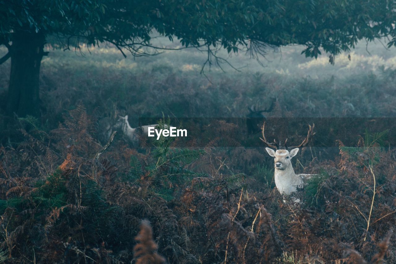 View of deer on field