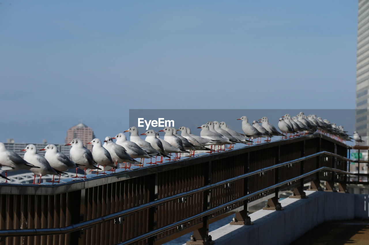 Flock of seagulls perching on railing against sky
