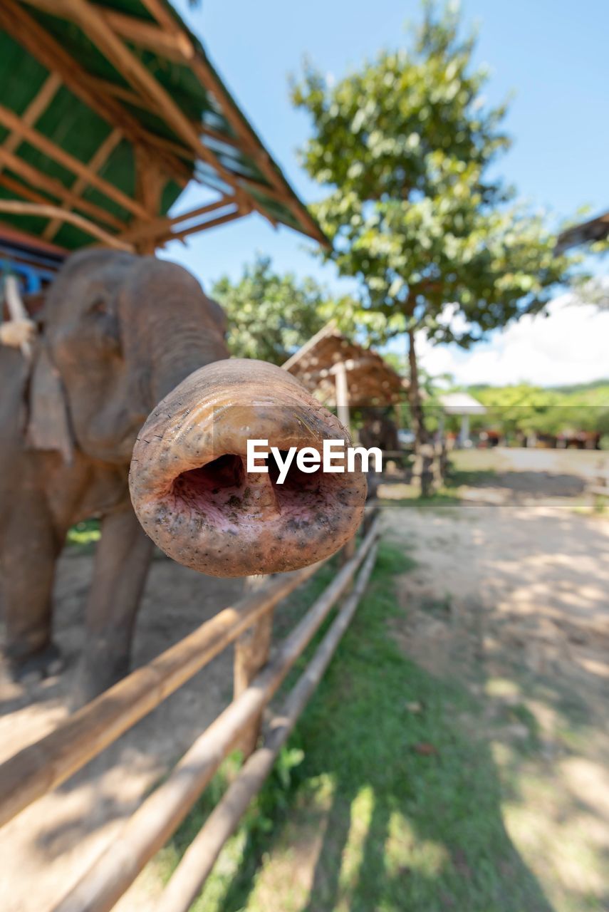 Close-up view of an elephant's trunk 