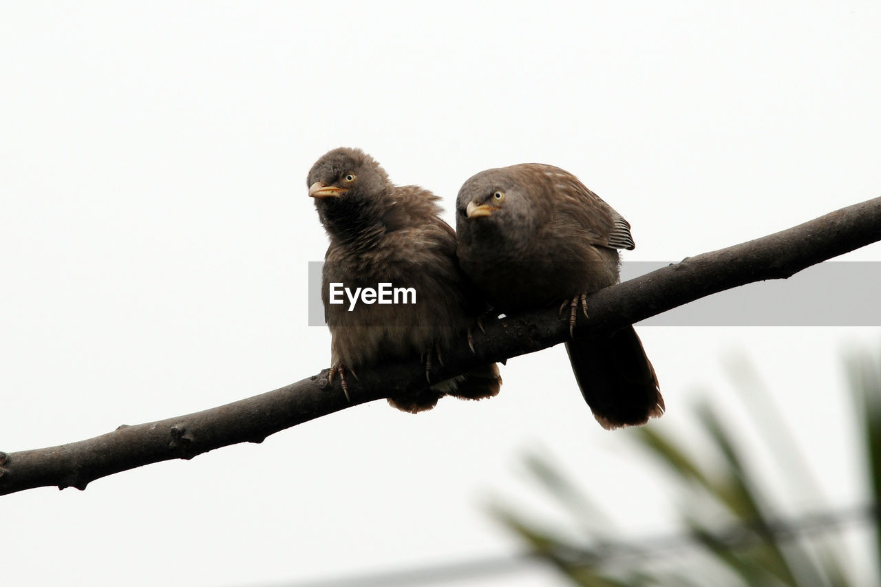 LOW ANGLE VIEW OF BIRDS PERCHING ON BRANCH