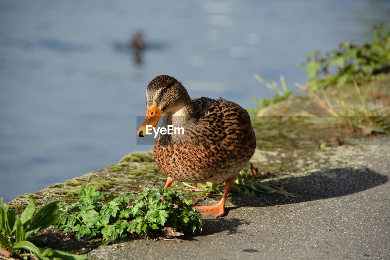 Mallard duck by lake on sunny day