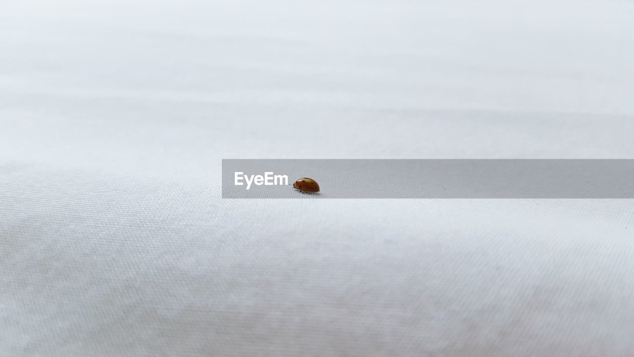 Ladybug on fabric