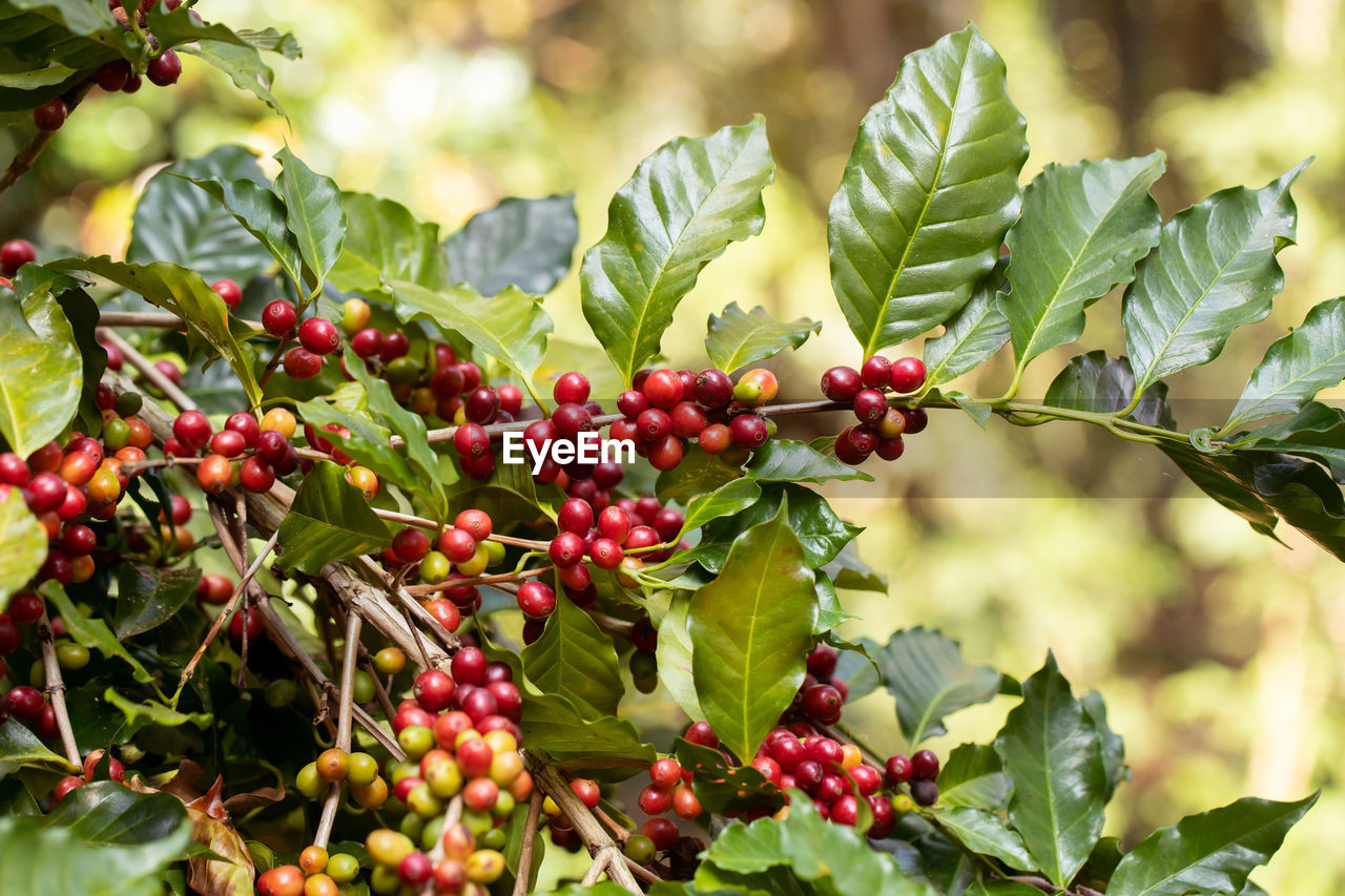 RED BERRIES GROWING ON TREE