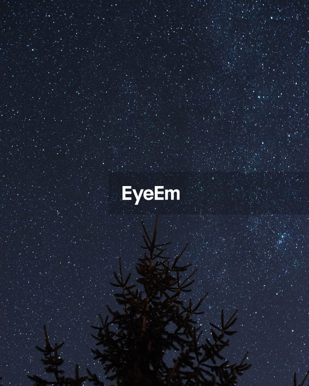 LOW ANGLE VIEW OF SILHOUETTE TREES AGAINST STAR FIELD AT NIGHT