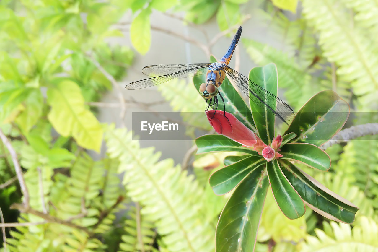 CLOSE-UP OF DRAGONFLY ON PLANTS