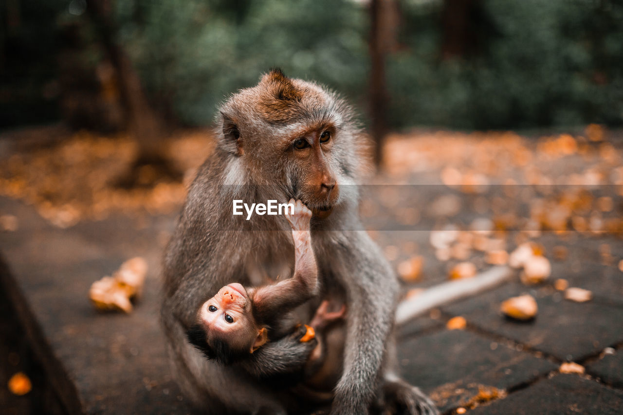 Mother balinese long tailed monkey holding her baby