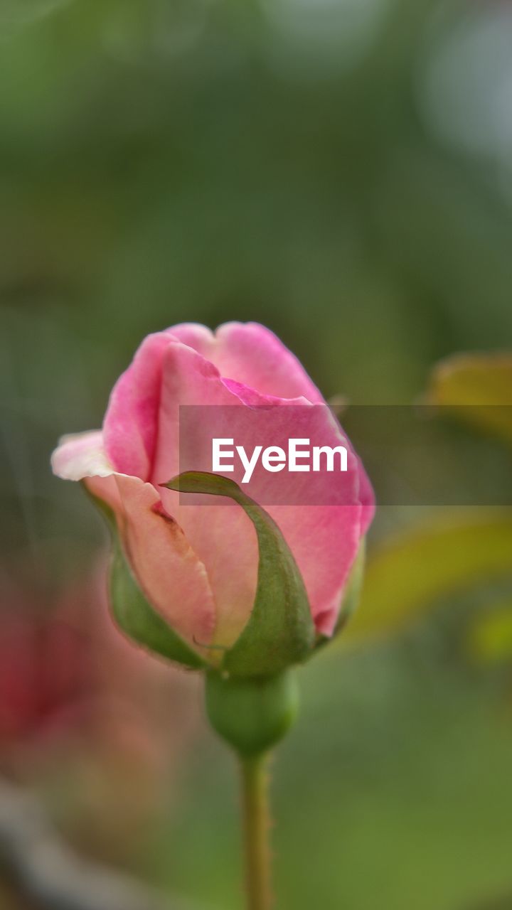 CLOSE-UP OF PINK ROSE BLOOMING OUTDOORS