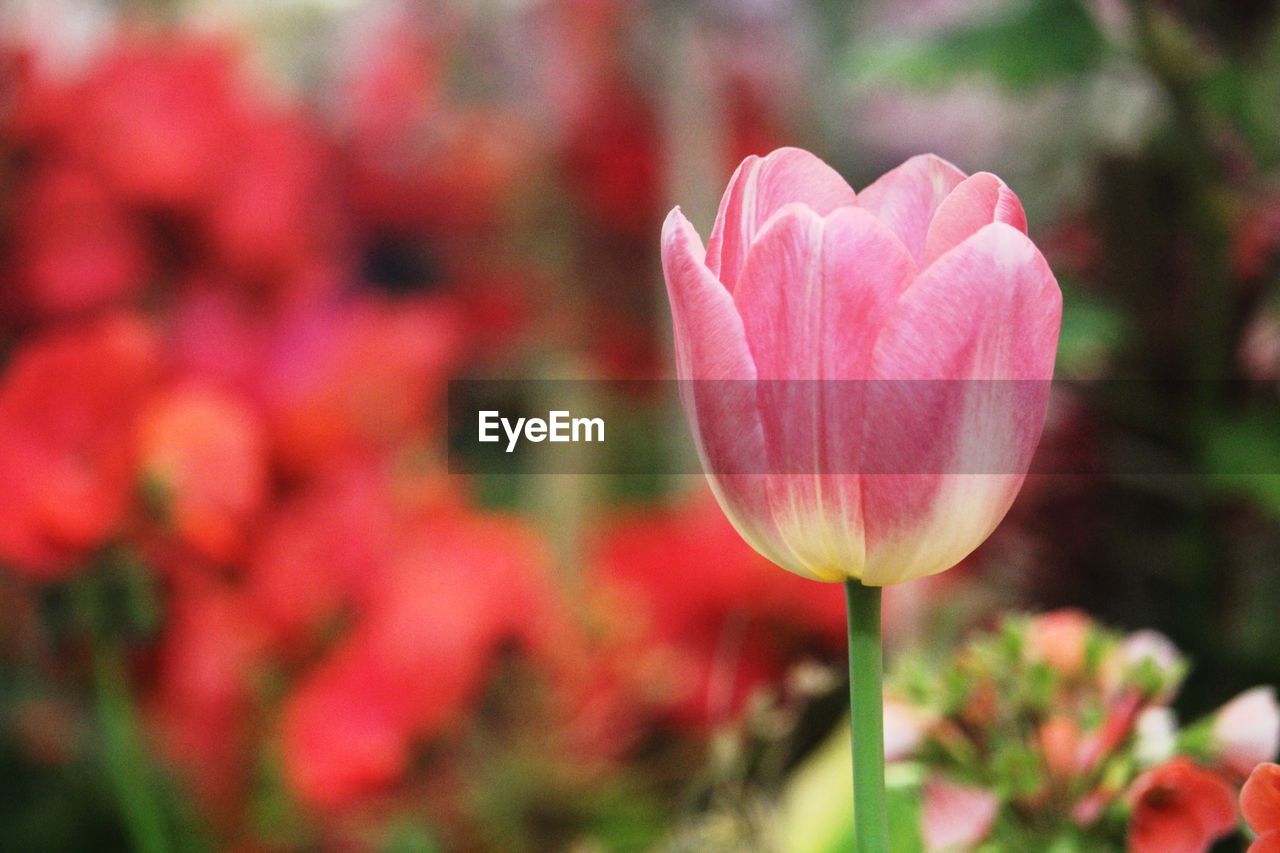 CLOSE-UP OF PINK TULIP FLOWERS